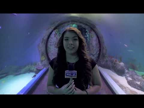 Sea Turtle Super Bowl