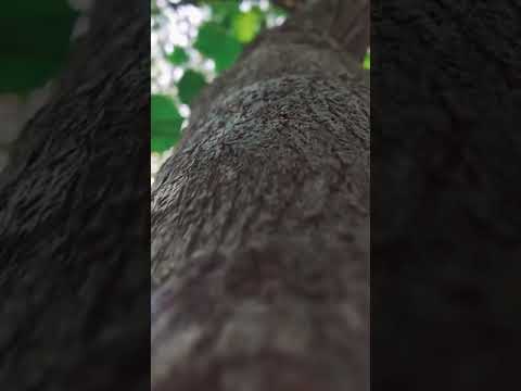 SHAEDxZAYN - Trampoline !! New Aesthetic WhatsApp Status And Instagram Reel Video !! Hs Creation !!