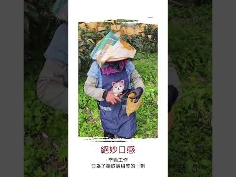 太麻里枇杷｜日照充足・細嫩清甜・常溫配送