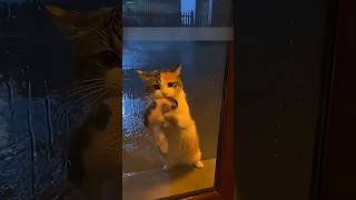 She Knocked on a Stranger’s Door to Save Her Baby… What Happened Next Will Melt Your Heart 🥺 #shorts