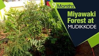 Miyawaki Forest at Mudikkode After Nine Months