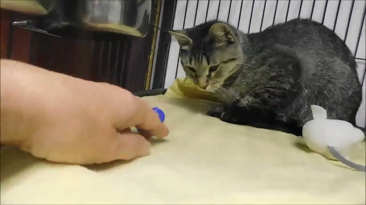 Enlarge MAY, a Adoptable Tabby in Ironwood, MI video 2/2