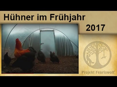 Unsere Hühner im Frühjahr nach der großen Vogelgrippe 2016/17