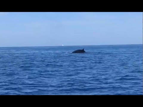Balenottera avvistata fra Capraia e Corsica, la "telecronaca" in livornese