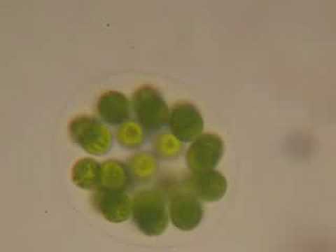 Pond Scum Under Microscope