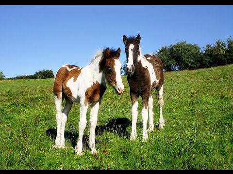 Horse Backgrounds Pictures Video