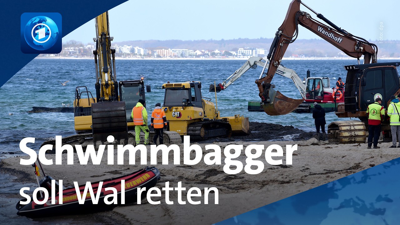 Neuer Rettungsversuch für gestrandeten Buckelwal