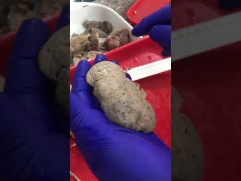 Vitaprost Bauchschmerzen BPH führt nicht zu Krebs