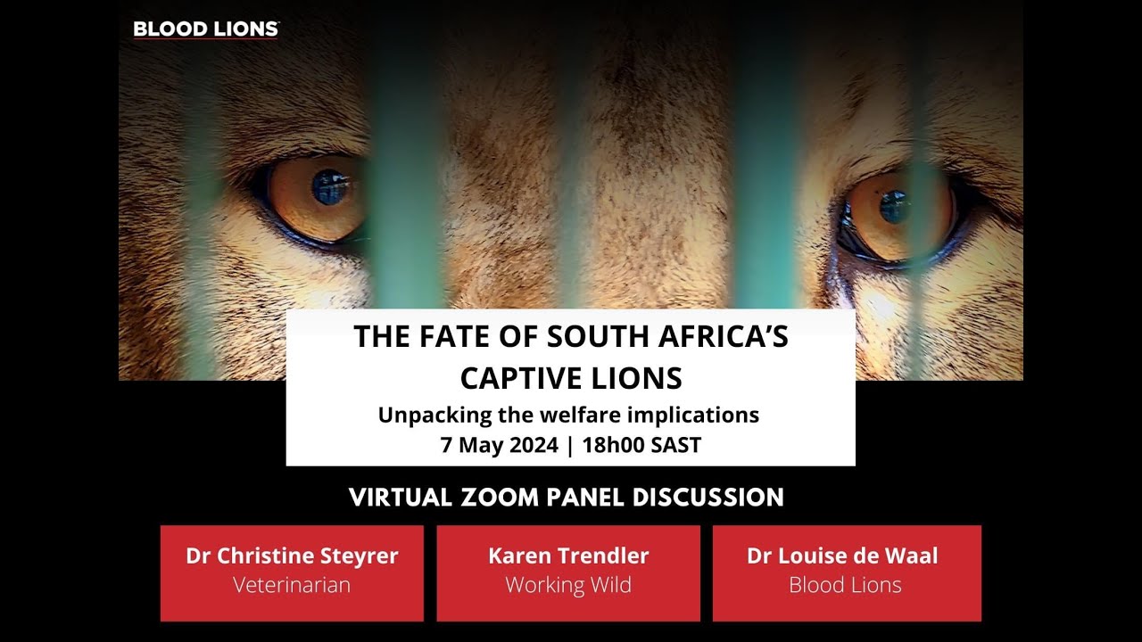 The Fate of South Africa's Captive Lions: Unpacking the Welfare Implications