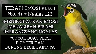 Download lagu TERAPI EMOSI PLECI Kalian‼️Dengan suara pleci Ngecir   Ngalas 123 | Bikin Pleci Makin Fighter! mp3 Download lagu TERAPI EMOSI PLECI Kalian‼️Dengan suara pleci Ngecir   Ngalas 123 | Bikin Pleci Makin Fighter! mp3