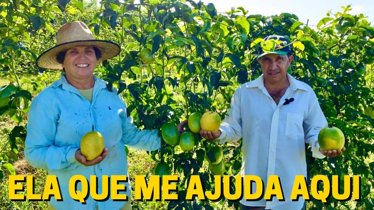 ELES COLHEM 120 TONELADAS DE MARACUJÁ EM 1,7 ALQUEIRE