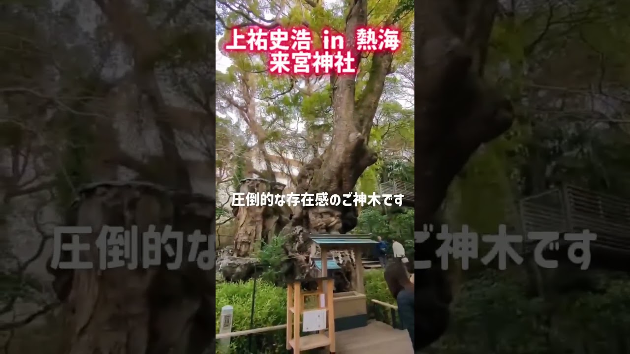 上祐史浩の聖地巡りin熱海「来宮神社」 #旅行 #自然 #心理学 #熱海 #リラックス #ヒーリング