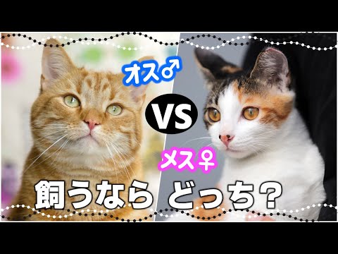 白猫の名前 - オスとメス