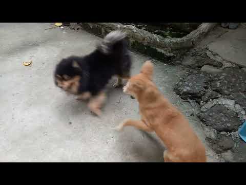 😢😢lamis ko mga pets ko uhhhhhhhhh unli lait kasi pangalan loshang kasi maaga sya naloshang.