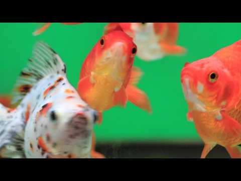 download lagu mp3 mp4 Wildwoods Water Gardens, download lagu Wildwoods Water Gardens gratis, unduh video klip Wildwoods Water Gardens