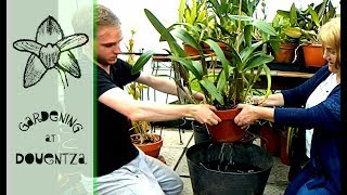 Repotting &amp; Dividing Mega Monster Cattleya - unabridged