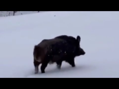 OGROMNI DIVLJI VEPAR PO SNIJEGU DOŠAO U SELO