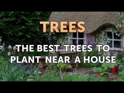 download lagu mp3 mp4 What Is The Best Tree To Plant Near A House, download lagu What Is The Best Tree To Plant Near A House gratis, unduh video klip What Is The Best Tree To Plant Near A House