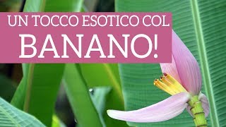 Un tocco esotico con la pianta di banano