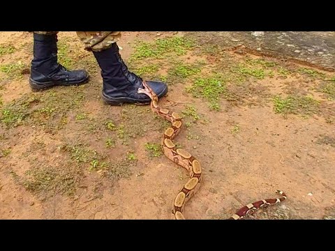 learn how to handle snakes safely