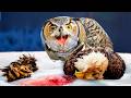 This Is Why Great Horned Owls Hate Bald Eagles And Crows