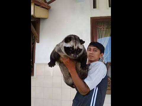Bangsa dengan anggota terkecil Saya memiliki klamidia impotensi