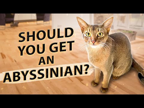 Should You Get An Abyssinian - 10 Things I Wish I'd Known Before Getting An Abysinnian Cat