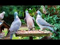 Cat TV NO ADS ️ Pigeon Bullies Other Birds Squirrels ️ Awesome Videos For Cat To Watch 4K HDR