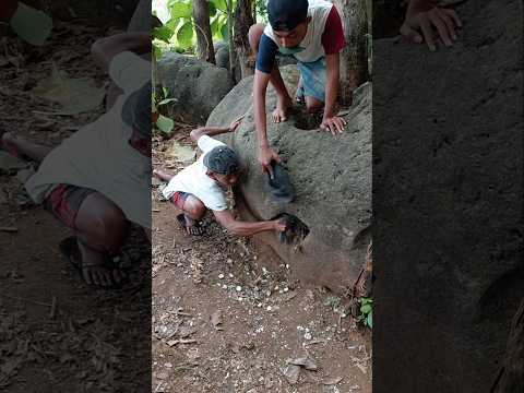 baru menetas semua #shortvideo #viralshorts #viral #trending