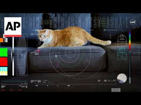 Tabby Cat Reacts To First Video Ever Sent From Space By Laser | HuffPost Impact