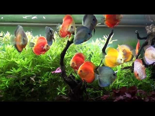 Cristian Discus Fish  - Planted Tank 120 GAL = PART 2