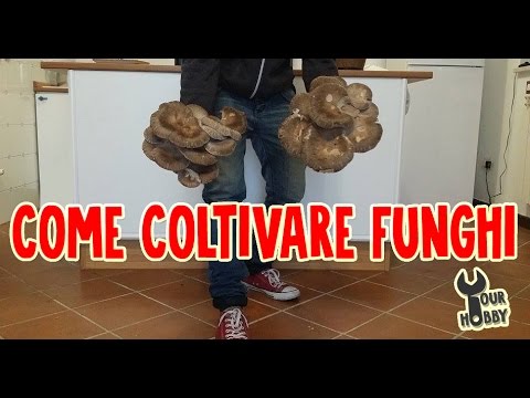 Trattamento di parassiti della pelle Pelle da melagrana da vermi
