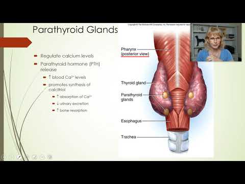 Endocrine system - Part 4