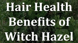 Hair Health Benefits of Witch Hazel - Health Benefits of Witch Hazel