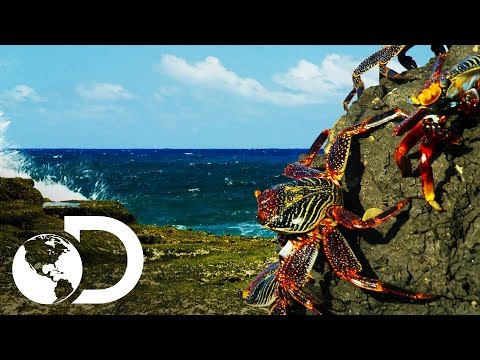 Cangrejos arriesgan su vida para desayunar | Planeta Azul II | Discovery Latinoamérica