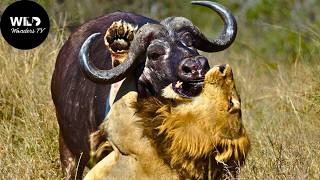 Búfalo-do-Cabo: O Pesadelo do Rei Leão #animaisselvagens | Wild Wonders