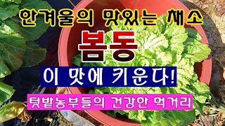 [텃밭농부 1,760]  맛있는 겨울배추 봄동. 텃밭농부들의 건강한 겨울 먹거리 #봄동재배