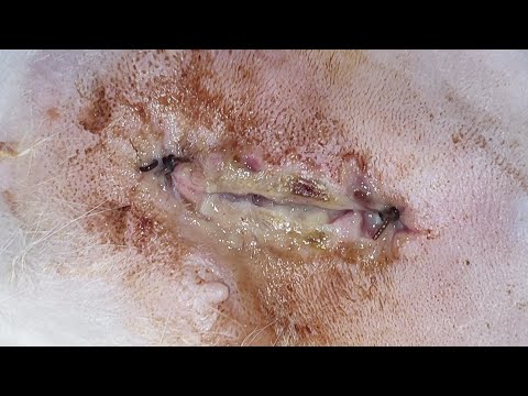 MY CATS'S OPENED SPAY INCISION