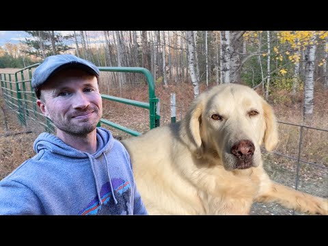 Corral Panel Dog Fencing for Homestead Livestock