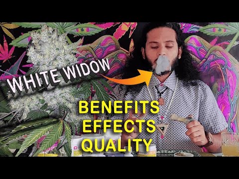 White Widow Hybrid - Quality, Benefits and Effects