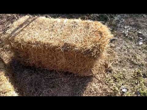 What Side of the Bale Up for Bale Gardening?