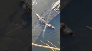 Download lagu SUARA ANAK BUAYA #hewan mp3 Download lagu SUARA ANAK BUAYA #hewan mp3