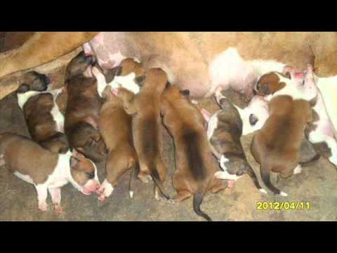 Click Clack FT Xhoku eTs-I LOVE MY PITBULL ( New 2013 )