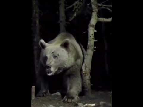 Gigantic Grizzly Bear Caught On Camera.... #animals #bear #scary #giant