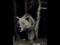 Gigantic Grizzly Bear Caught On Camera Animals Bear Scary Giant