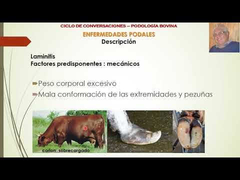 , title : 'Cojeras y Enfermedades Podales en Bovinos Parte 6: Descripción de la Laminitis'