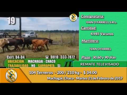 21-02-17 - Venta de Terneros - Remate Televisado de Ivan L  O Farrell - Machagai - Chaco