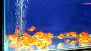 preview picture of video 'Utkarsh fish aquarium & pet's, Wardha'