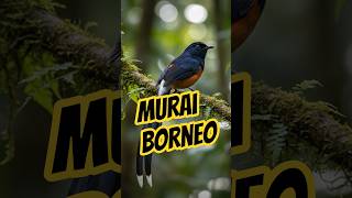 Download lagu MURAI: Jeda Aman dalam Suara Alam mp3