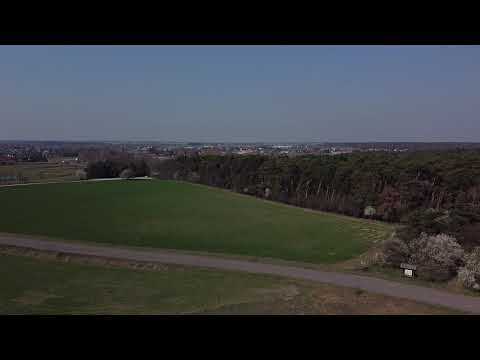 Las za jeziorem Lipno Steszew